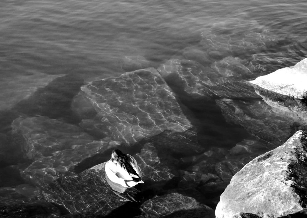 Fotostaffete 1 Joya Lingg 2024 03 07 01